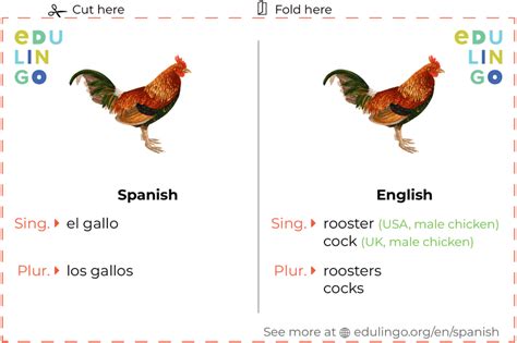 rooster übersetzung|translate rooster to spanish.